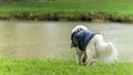 Magnificent mountain dog of the Pyrenees, at the edge of a lake in the rain