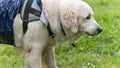 Magnificent mountain dog of the Pyrenees, at the edge of a lake in the rain