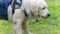 Magnificent mountain dog of the Pyrenees, at the edge of a lake in the rain