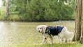 Magnificent mountain dog of the Pyrenees, at the edge of a lake in the rain