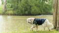 Magnificent mountain dog of the Pyrenees, at the edge of a lake in the rain