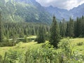 Beautiful mountain landscape with green meadow and coniferous forest Royalty Free Stock Photo