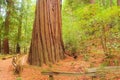 Magnificent Old Growth Coastal Redwood