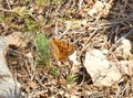 Magnificent orange butterfly with black spots in Provence in spring