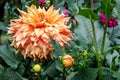 A magnificent orange dahlia