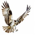 A magnificent osprey diving towards water with talons extended, isolated on white background. Ai