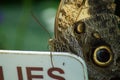 The magnificent owl Royalty Free Stock Photo