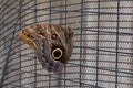 Magnificent Owl Butterfly Royalty Free Stock Photo