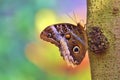 Magnificent Owl Butterfly in Smooth-Colored Background Royalty Free Stock Photo