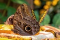 Magnificent Owl Landing Royalty Free Stock Photo