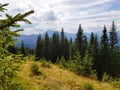Magnificent panoramic view the pine forest on the powerful, mighty Carpathians Mountains.