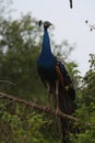 peacock sri lanka Royalty Free Stock Photo