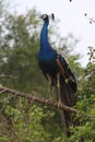 peacock sri lanka Royalty Free Stock Photo