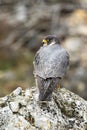 Magnificent peregrine falcon sitting on rock in spring nature from rear view.