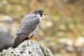 Magnificent peregrine falcon staring on rock in spring. Royalty Free Stock Photo