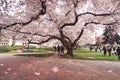 Magnificent photo of the Cherry blossom tree at University of Washington Royalty Free Stock Photo