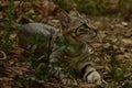 Magnificent photograph of male feral cat