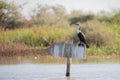 bird in the Djoudj National Park in Senegal
