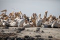 photography of pelicans in the Djoudj National Park in Senegal