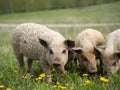 Magnificent piglets of Hungarian mangalitsa breed. Shaggy hair in pigs Royalty Free Stock Photo