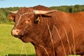 Salers breed bull Royalty Free Stock Photo