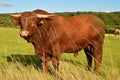 Salers breed bull