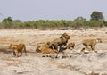 Magnificent Pride of Lions in action