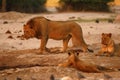 Magnificent Pride of Lions with cubs at waterhole