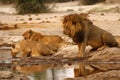 Magnificent Pride of Lions with cubs at waterhole