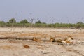 Magnificent Pride of Lions with cubs at waterhole