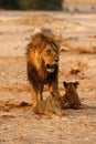 Magnificent Pride of Lions Dad with cubs