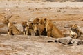 Magnificent Pride of Lions lined up