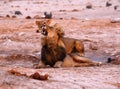 Magnificent Pride of Lions showing affection at waterhole