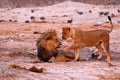 Magnificent Pride of Lions showing affection at waterhole