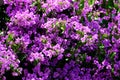 Bouganvillea Magnifica Traillii Royalty Free Stock Photo