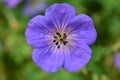 Magnificent purple flower