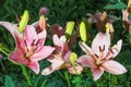 Magnificent purple flowers of wild lilies. Summer flower meadow