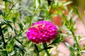 Magnificent purple petal flower in grass