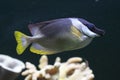Magnificent Rabbitfish Royalty Free Stock Photo