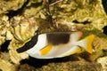Magnificent Rabbitfish or Foxface in Aquarium Royalty Free Stock Photo