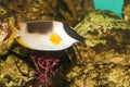 Magnificent Rabbitfish or Foxface in Aquarium Royalty Free Stock Photo