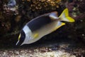 The Magnificent Rabbitfish Siganus magnificus.