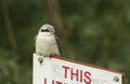 A magnificent rare Great Grey Shrike, Lanius excubitor, perching on a sign post on a dark, windy, rainy day. It is looking around