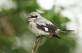 A magnificent rare Great Grey Shrike, Lanius excubitor, perching on the tip of a branch on a dark, windy, rainy day.