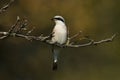 A magnificent rare hunting Red-backed Shrike, Lanius collurio, perched in a tree.