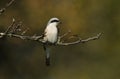 A magnificent rare hunting Red-backed Shrike, Lanius collurio, perched in a tree.