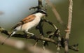 A magnificent rare hunting Red-backed Shrike, Lanius collurio, perched in a tree.