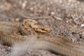 A magnificent rare Smooth Snake, Coronella austriaca, coiled up in heathland in the UK.