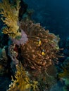 Magnificent red anemone with anemonefish