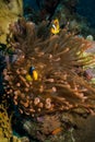 Magnificent red anemone with anemonefish